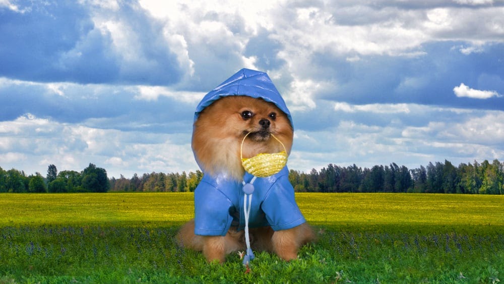 Funny Pomeranian Ready for Rain