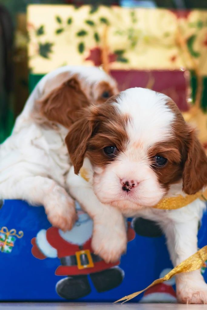 Two Newborn Red Cavalier King Charles Spaniels
