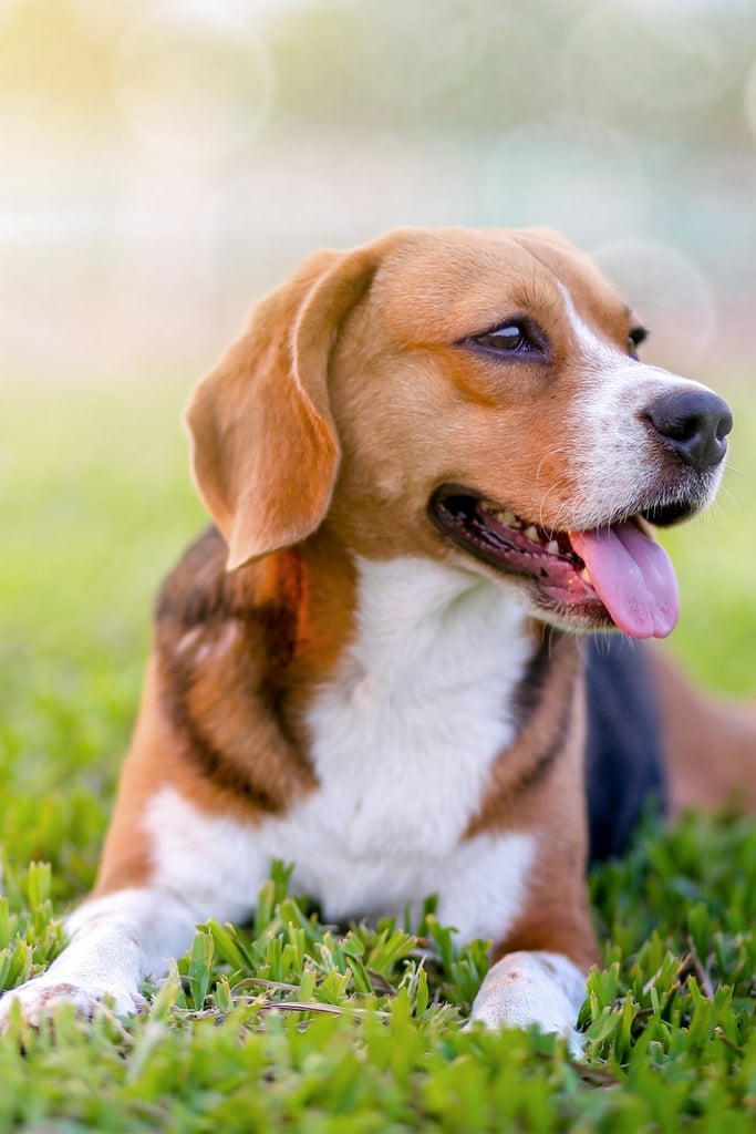 Beautiful Beagle
