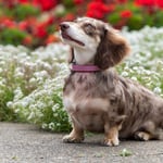 Dapple Dachshund Dogs