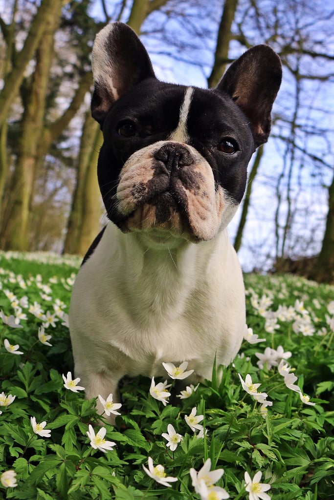 Cream French Bulldog