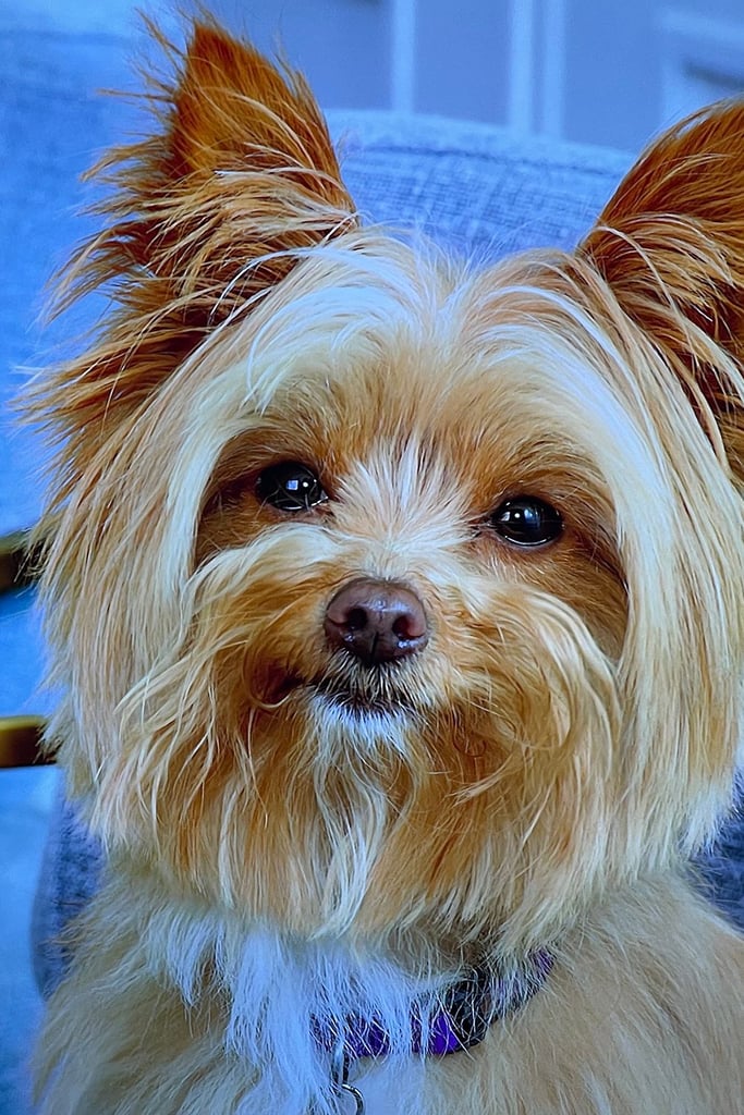 Cute Yorkie