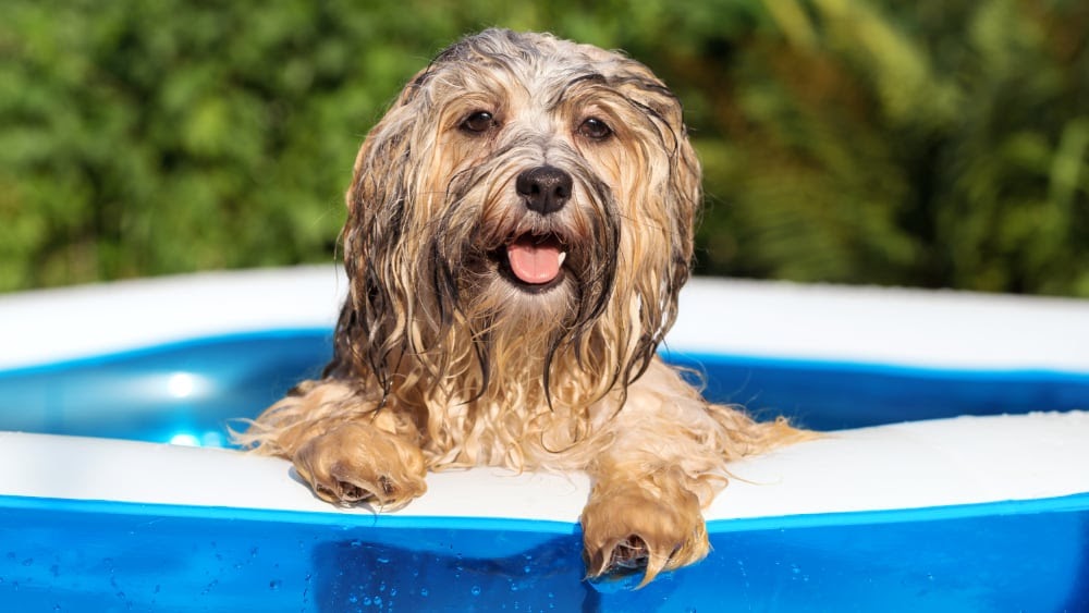 Cute Havanese Puppy Swimming