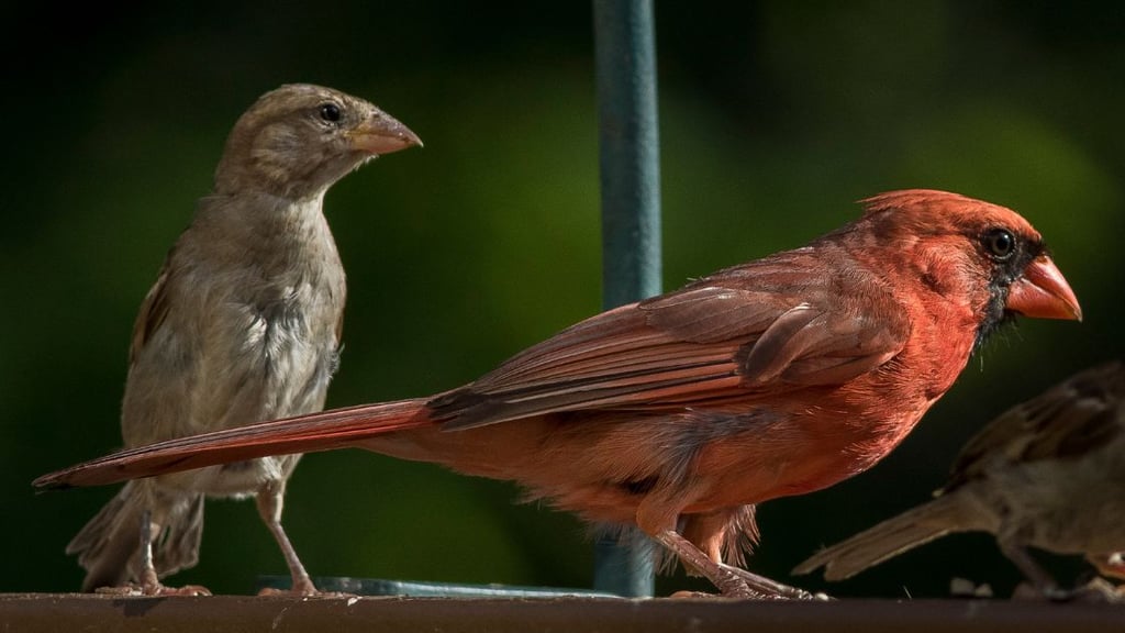 Ethical Birdwatching and Engagement