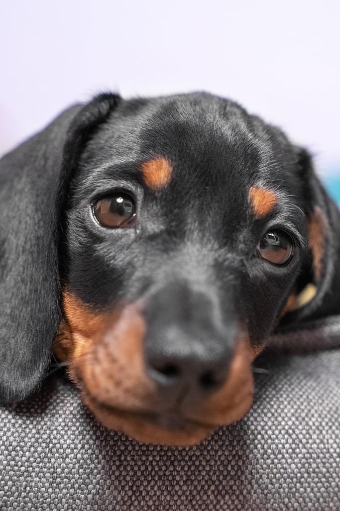 Funny Dachshund Eyes