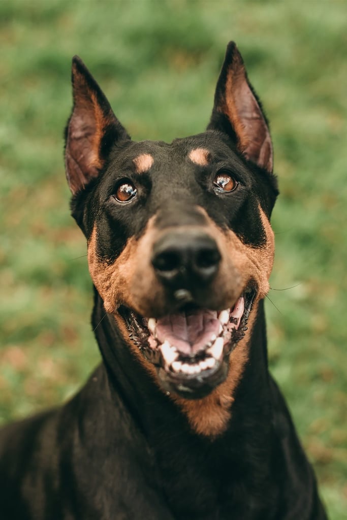 Doberman Pinscher Smile
