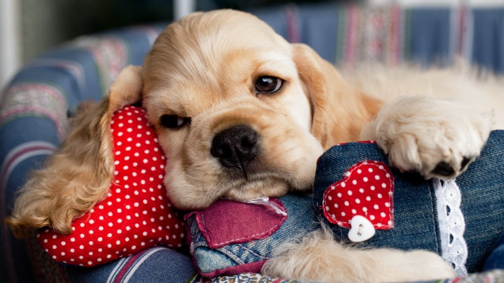 Sleepy Havanese Puppy