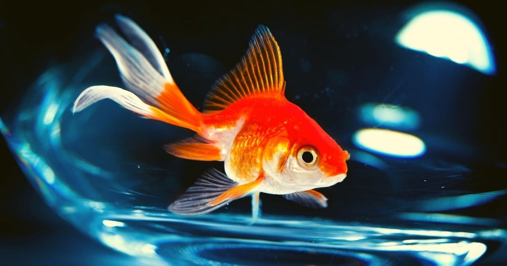 save money on fish tank decoration