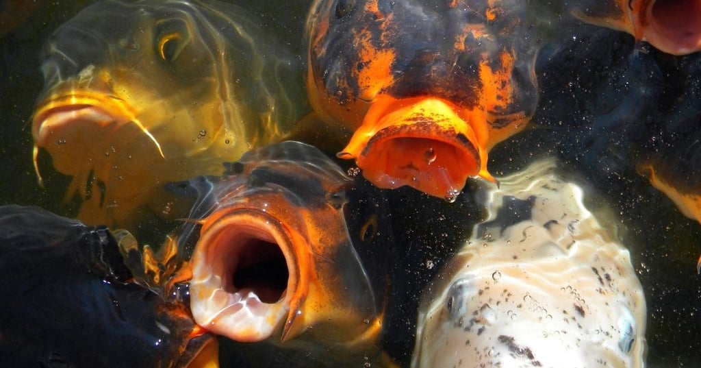 The Best Places to Buy Koi Fish