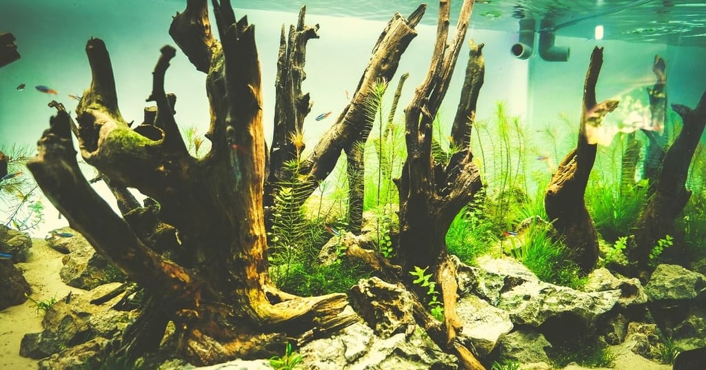 Use Driftwood to Decorate Your Fish Tank