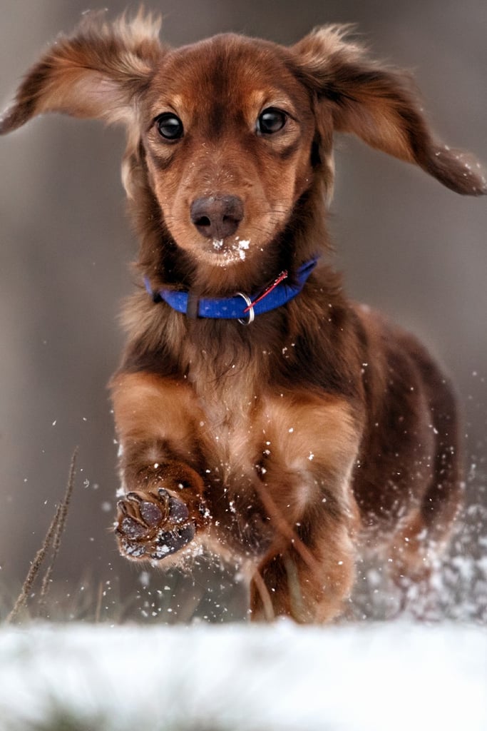 Dachshund
