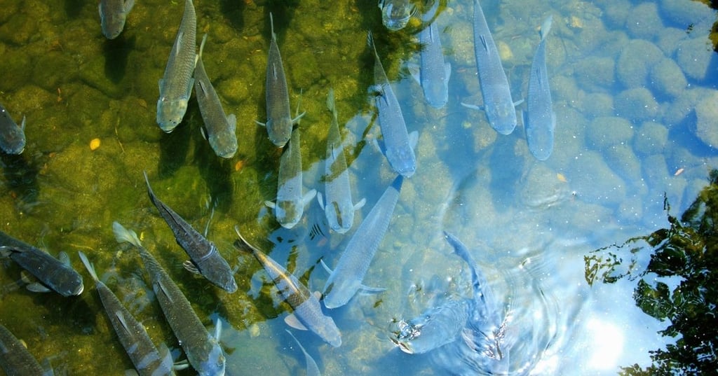 The Initial Cost Of Buying And Setting Up A Pond Can Be Steep