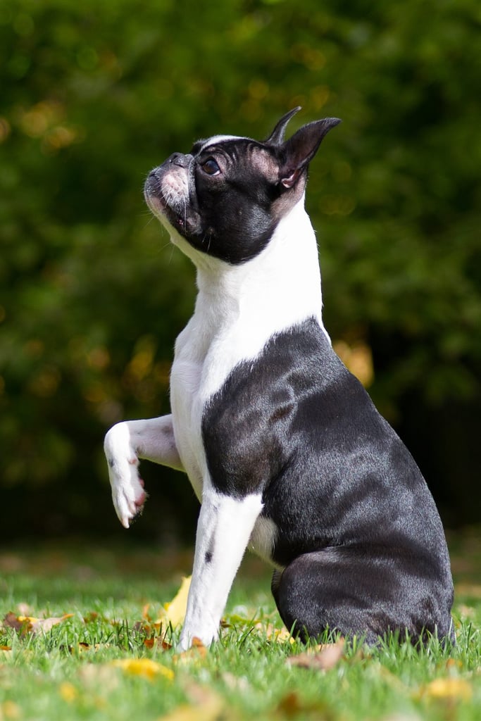 Blue Boston Terrier