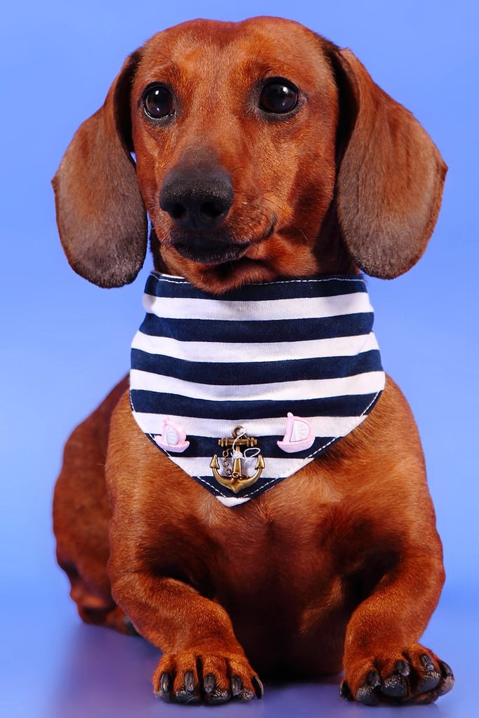 Red Dachshund Dog