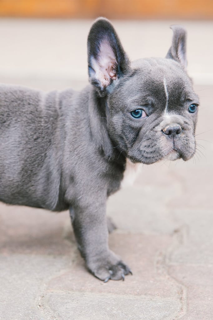 Blue Fawn French Bulldog