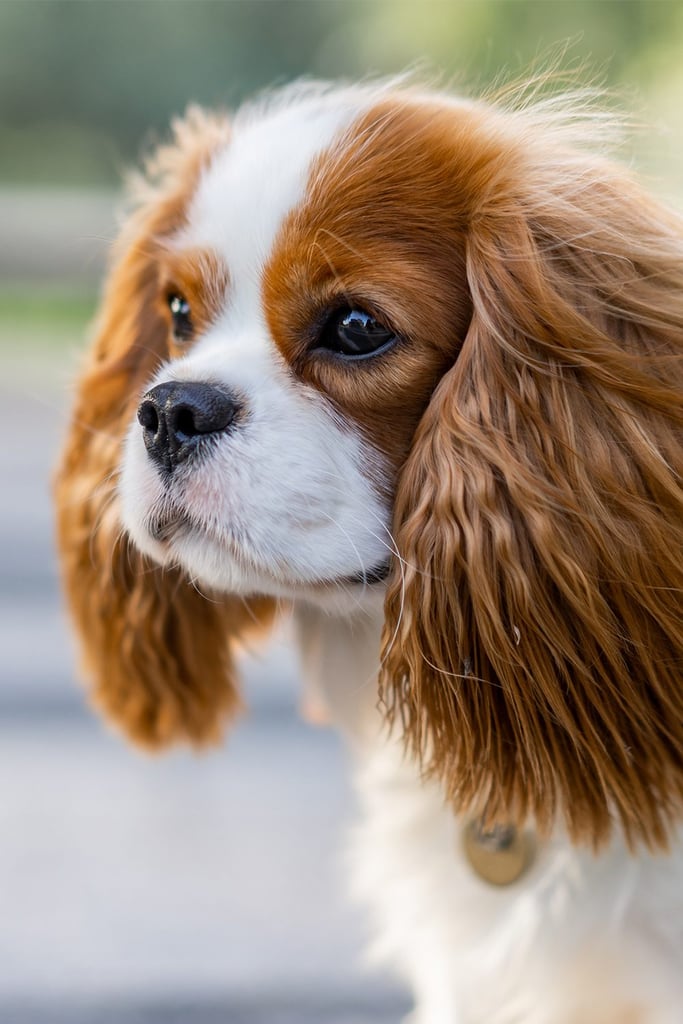 Cavalier King Charles Spaniel Puppy Colors