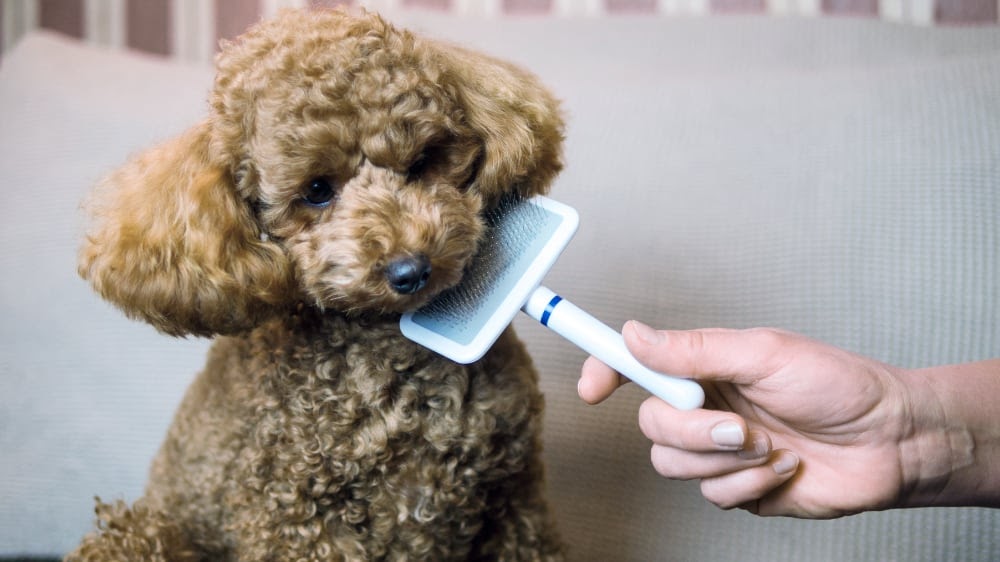 Are Poodles Really Hypoallergenic