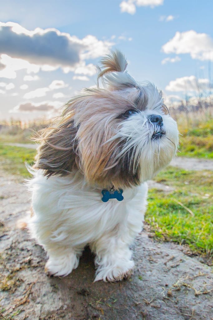 Shih Tzu Haircuts Female