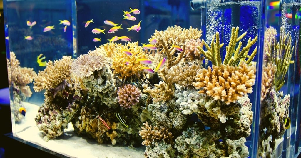 Give Your Fish a Home Theyll Love