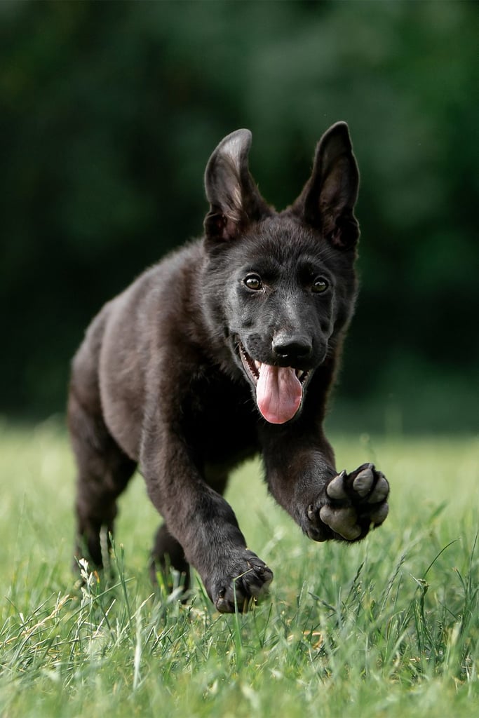 German Shepherd Running
