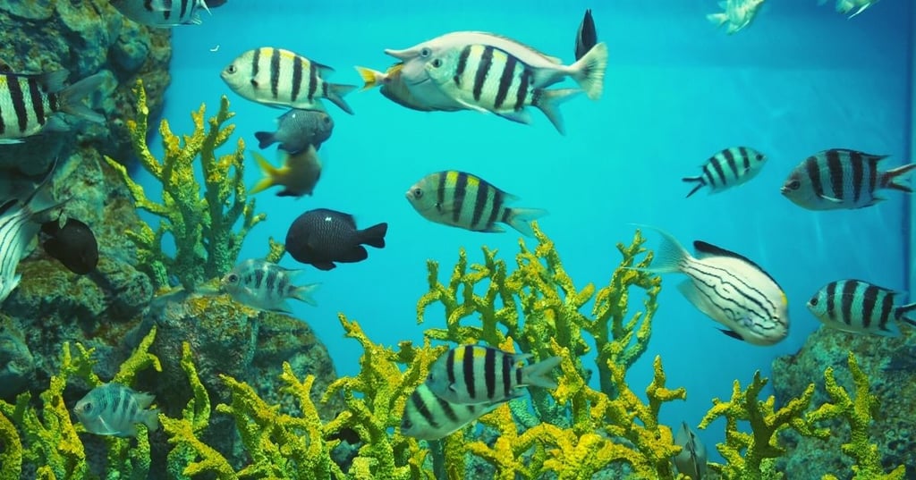 Tips for keeping your aquarium looking its best