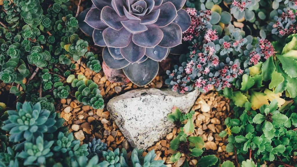 Maintenance Tips for Desert Landscaping