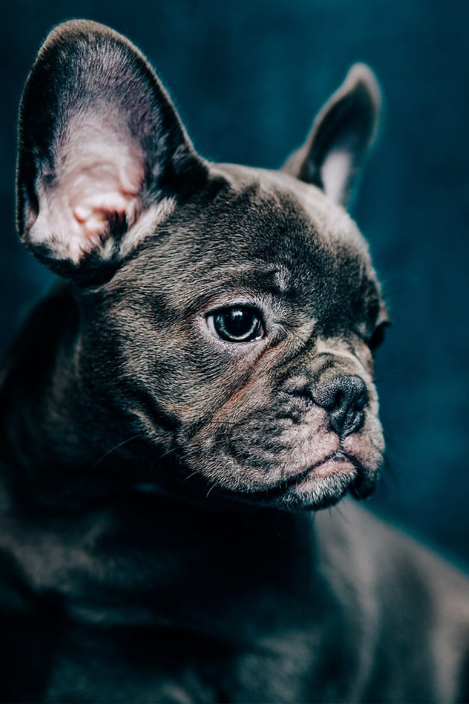 Black French Bulldogs