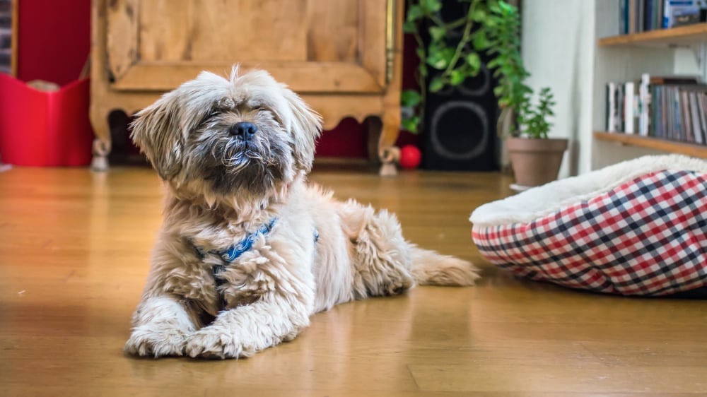 Happy Havanese Puppy Inside