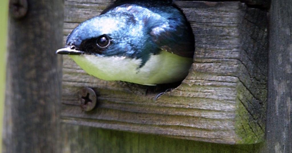 Keep an Eye on the Bird House for New Occupants