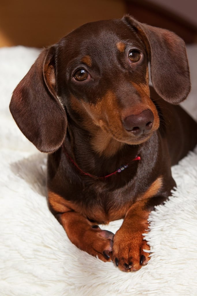 Black and Tan Cute Dachshund Puppies