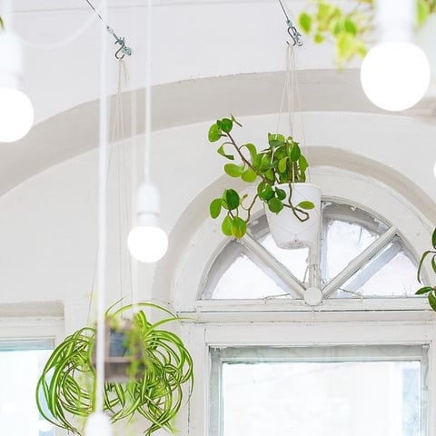 10 plants for amazing hanging baskets