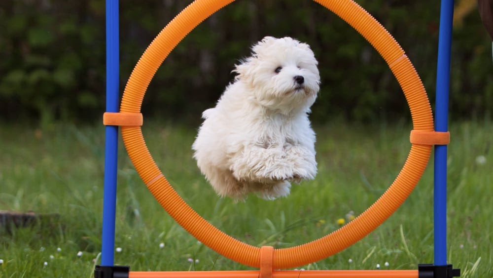 Havanese Puppies Jumping