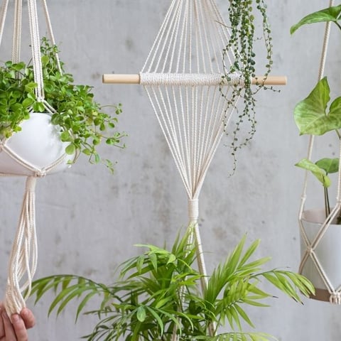 The Best Hanging Plants for Every Room
