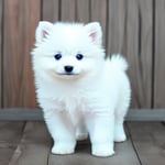 white Pomeranian puppy