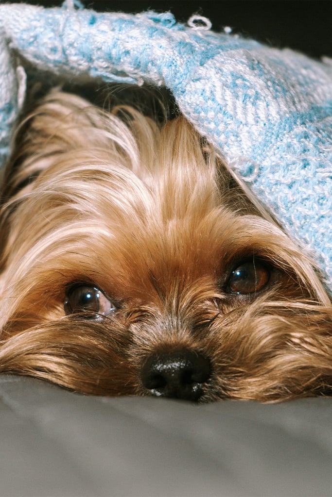 Yorkshire Terrier Eyes