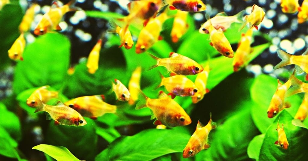 Decorate Your Fish Tank the Right Way