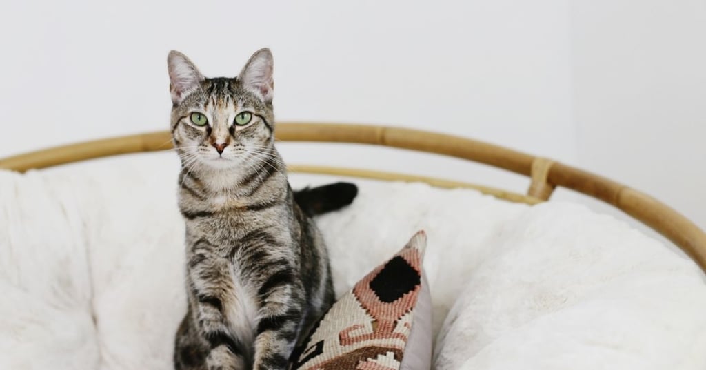 Papasan chairs vs Mamasan chairs