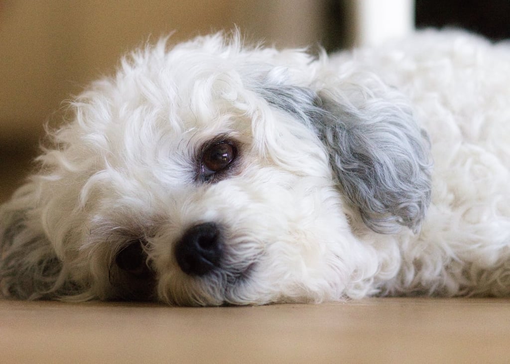 When to cut poodle puppy hair