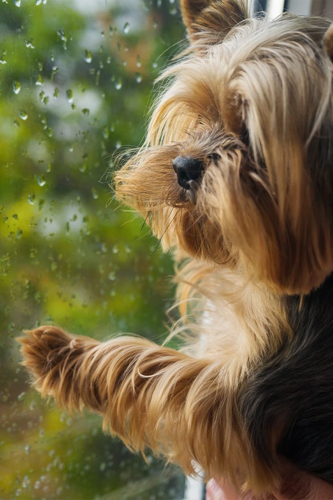 Yorkshire Terrier At Window