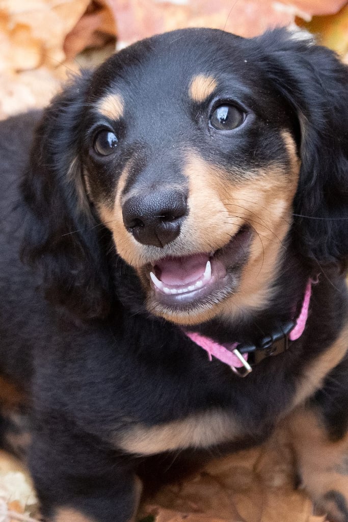 Black Dachshund Puppy