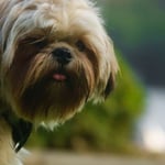 Shih Tzu