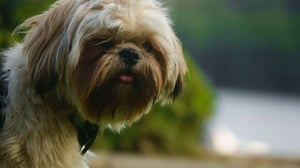 Shih Tzu
