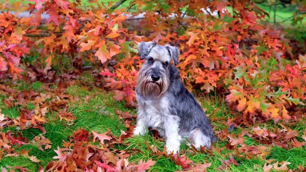 History of the Miniature Schnauzer Breed
