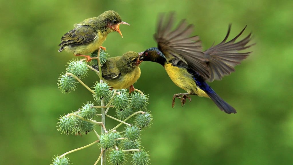 Proper Bird Feeding Practices