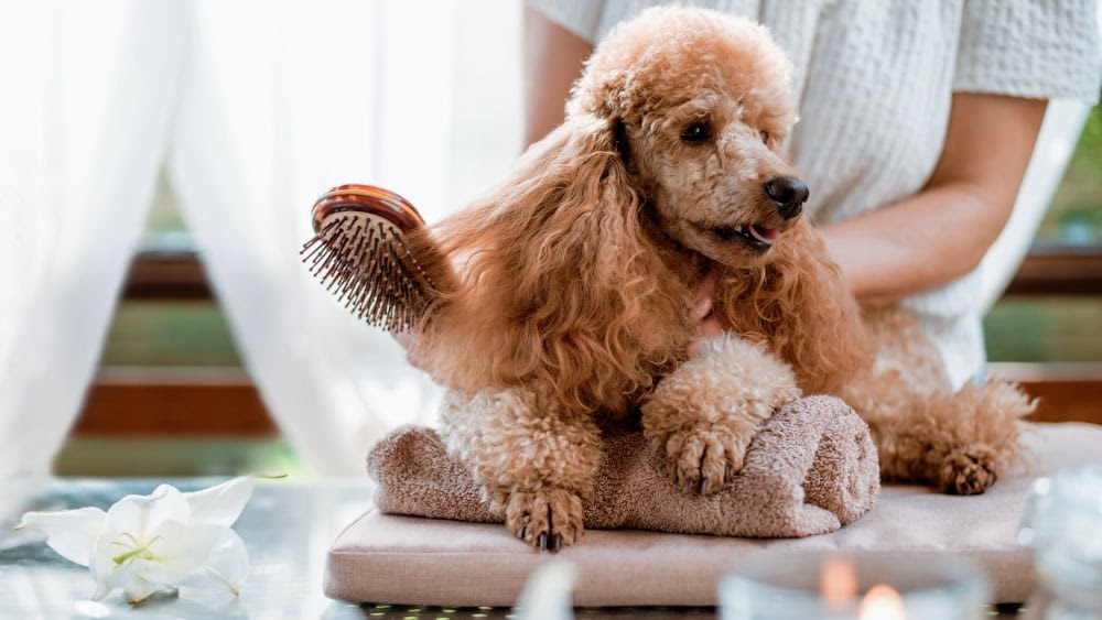 The poodle&rsquo;s coat traps the hair falling.