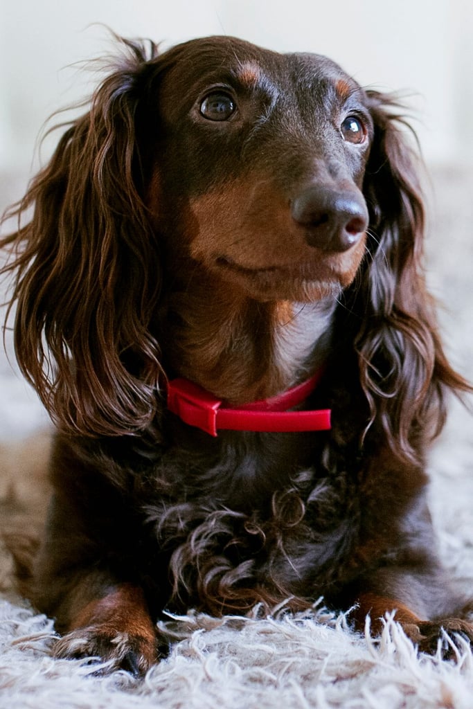 Longhaired Black and Tan Dachshund