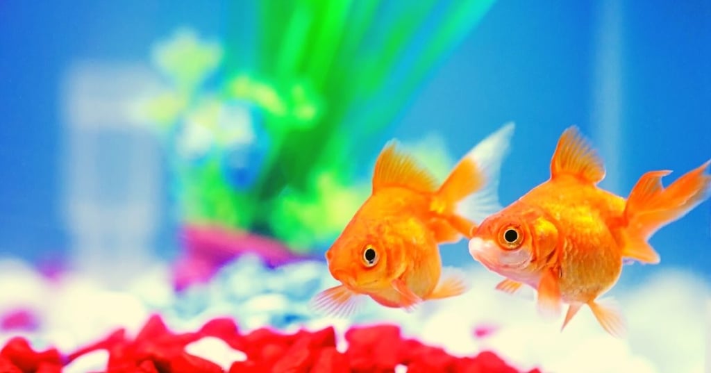 make sure your in wall fish tank stays healthy