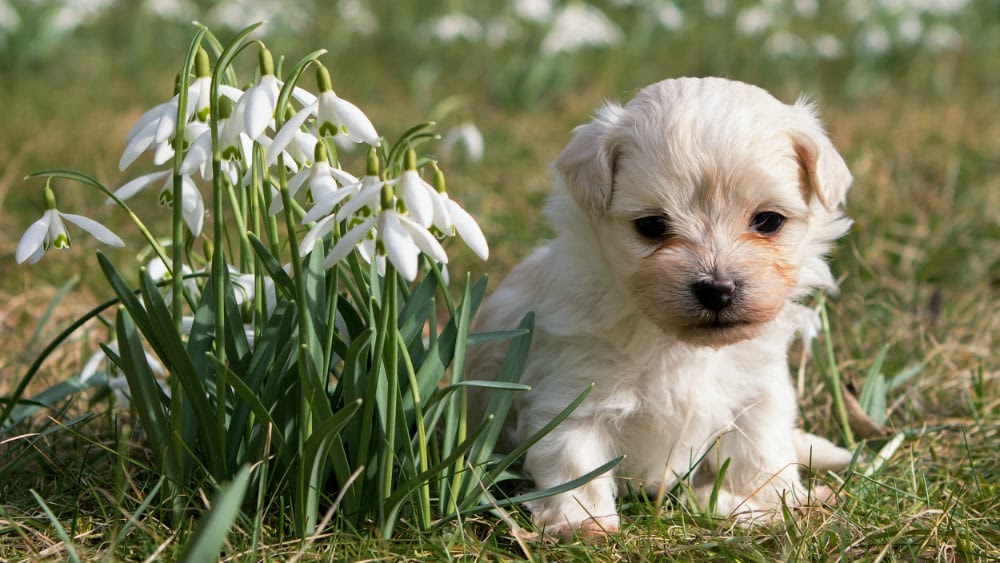 Cute Havanese Puppies With Flowers