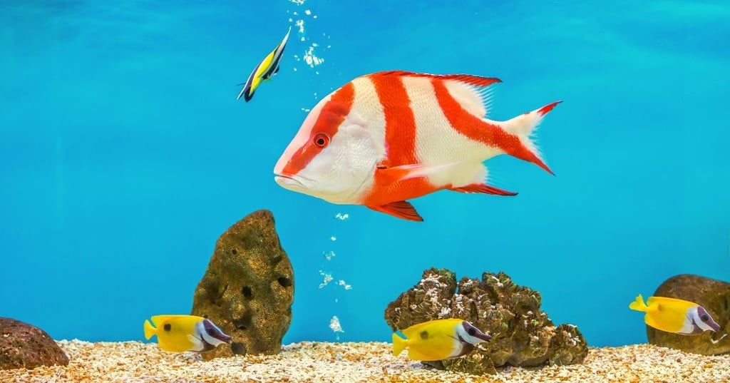 Bring the beauty of nature indoors with a wall mounted fish tank