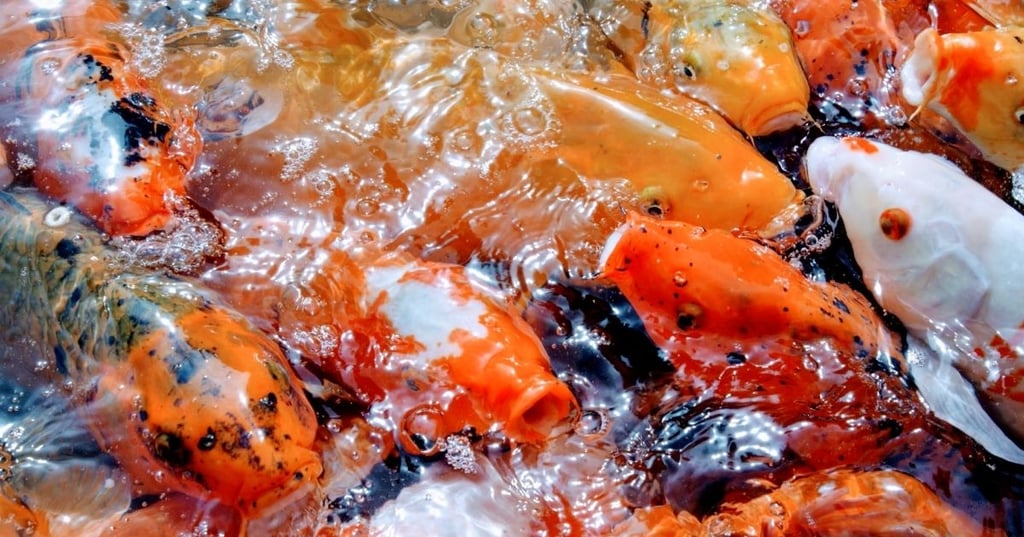 Different Types of Koi